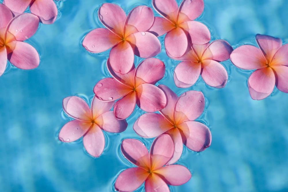 Bright Pink Plumerias Floating In Turquoise Water Canvas Art - Ron Dahlquist Design Pics (34 x 22)