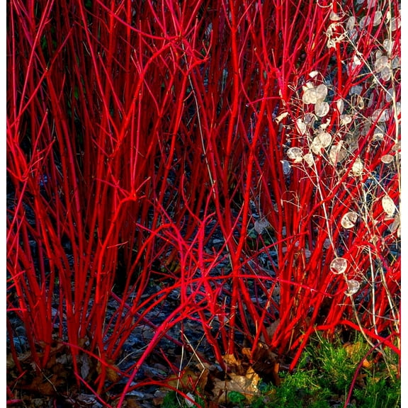 Bright Red Dogwood Cuttings to Plant - No Roots, Easy to Grow, Privacy and Lanscaping Bush, Vibrant Red Bark - Ships from Iowa, USA (10 Cuttings)