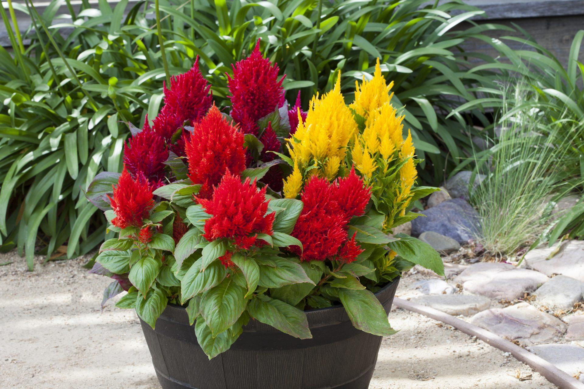 Bright Sparks Yellow' Celosia 9