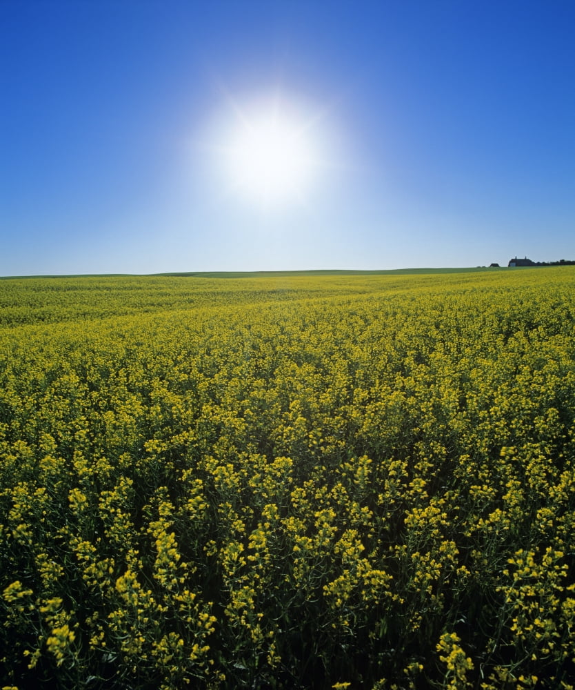 Bright Sun And Bloom Stage Mustard Field Near Ponteix Saskatchewan Canvas Art - Dave Reede Design Pics (13 x 15)