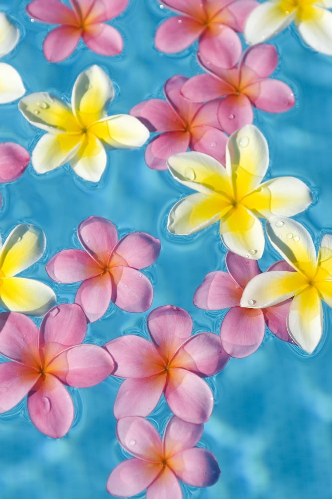 Bright Yellow And Pink Plumerias Floating In Turquoise Water Canvas Art - Ron Dahlquist Design Pics (11 x 17)