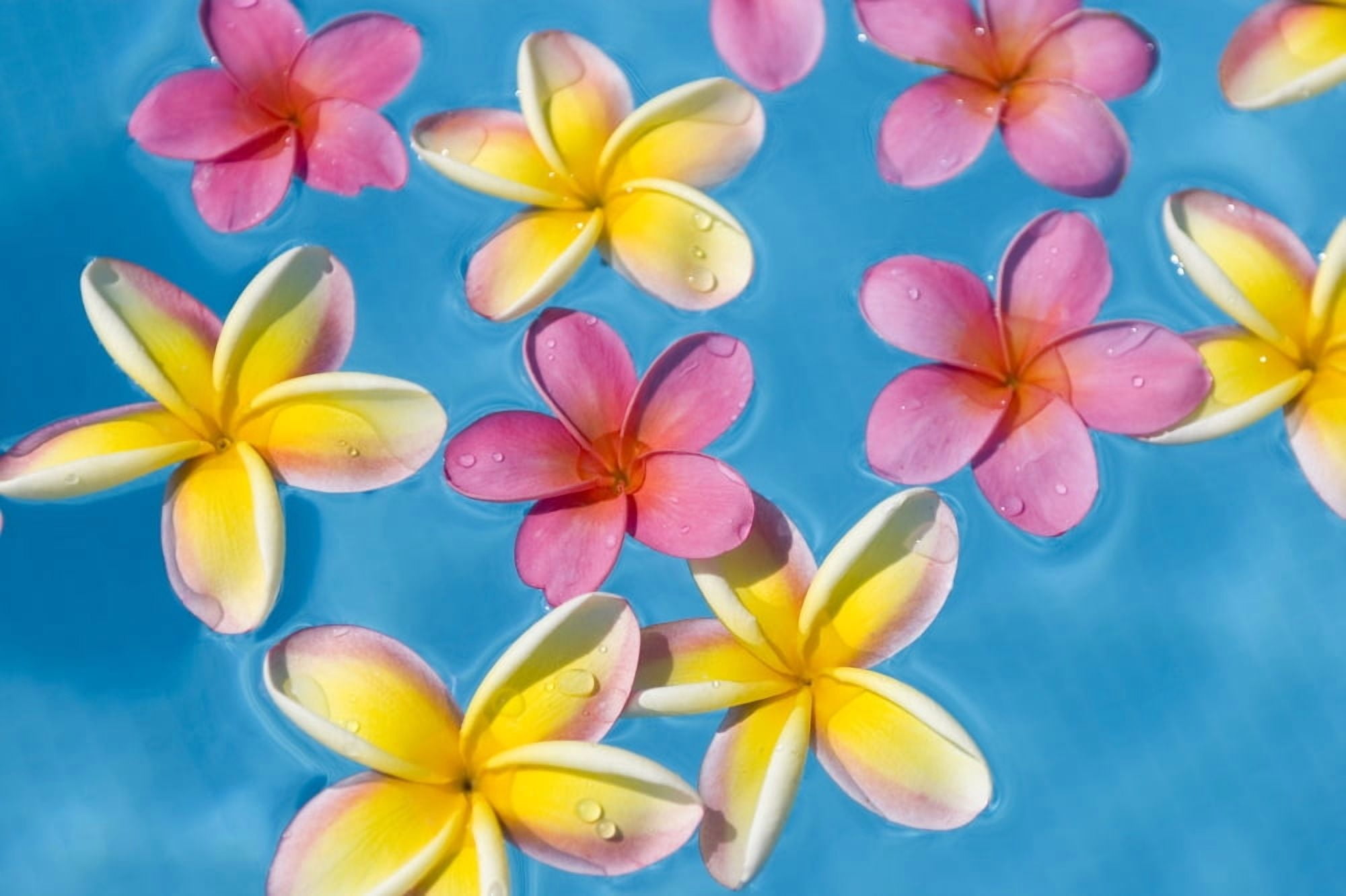 Bright Yellow And Pink Plumerias Floating In Turquoise Water Canvas Art - Ron Dahlquist Design Pics (34 x 22)