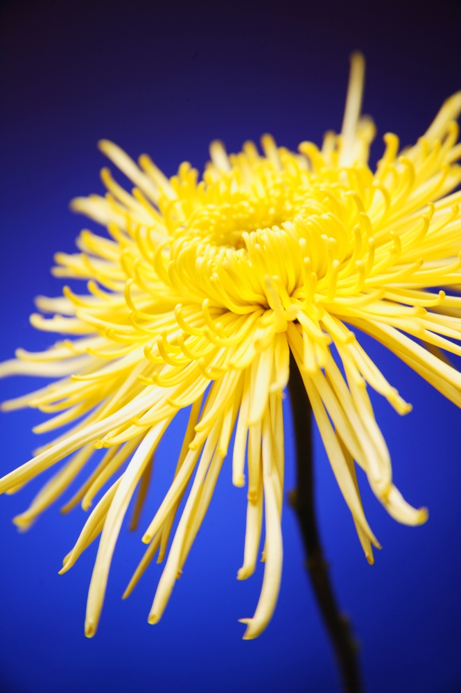 Bright Yellow Flower Canvas Art - Kelly Redinger Design Pics (11 x 17)