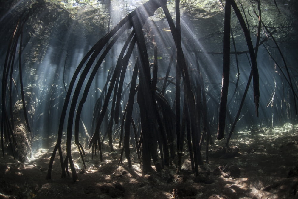Bright beams of sunlight filter among the prop roots of a mangrove forest Canvas Art - Ethan DanielsStocktrek Images (34 x 23)