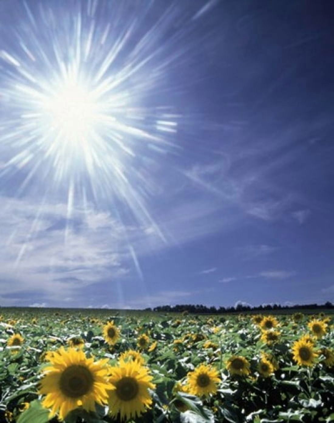 Bright burst of white light above field of sunflowers Canvas Art - Panoramic Images (19 x 24)