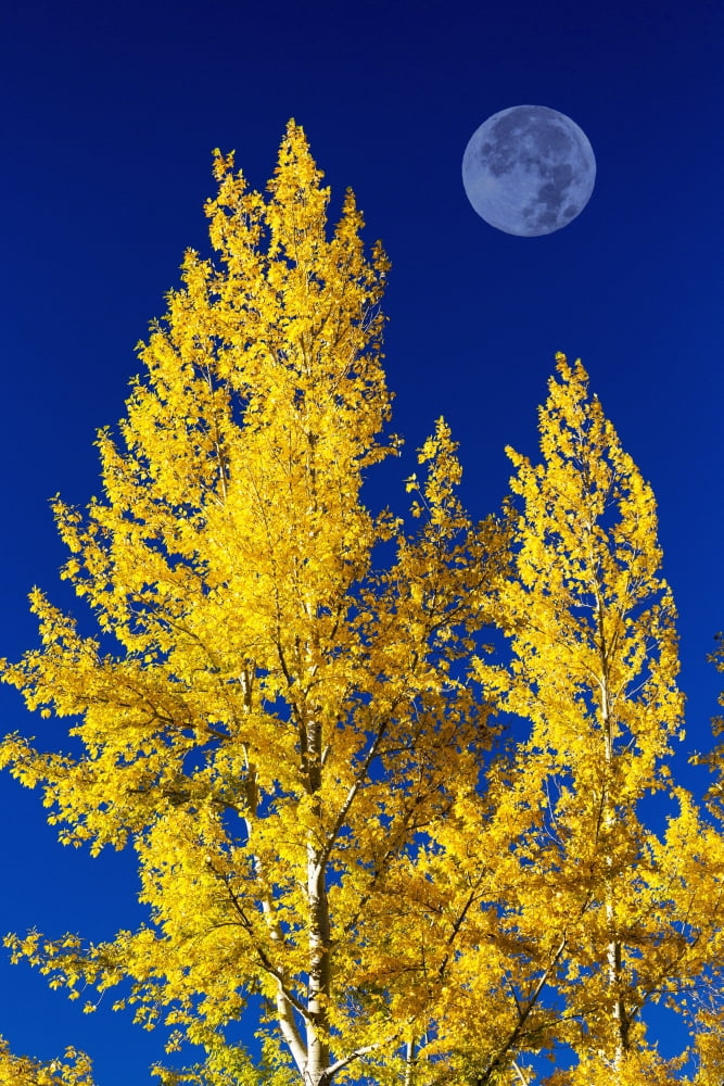 Bright colourful aspen trees in autumn with large full moon and blue sky Calgary Alberta Canada Canvas Art - Michael Interisano Design Pics (12 x 19)