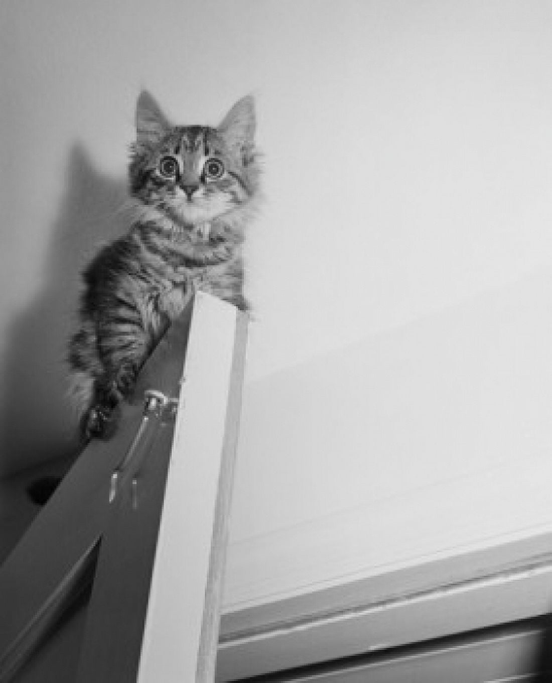 Bright eyed kitten sitting on top of doors Canvas Art - (18 x 24)