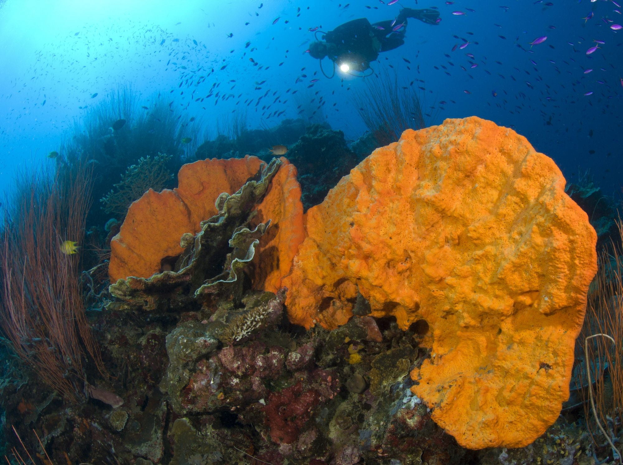 Bright orange sponge with diver and torch Papua New Guinea Canvas Art - Steve JonesStocktrek Images (33 x 25)
