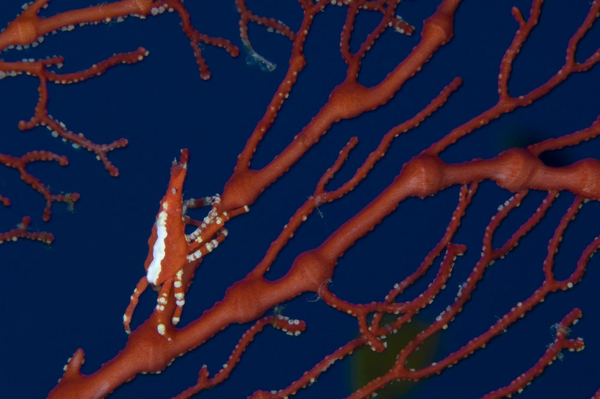 Bright red crab on fan coral Papua New Guinea Canvas Art - Steve JonesStocktrek Images (18 x 12)