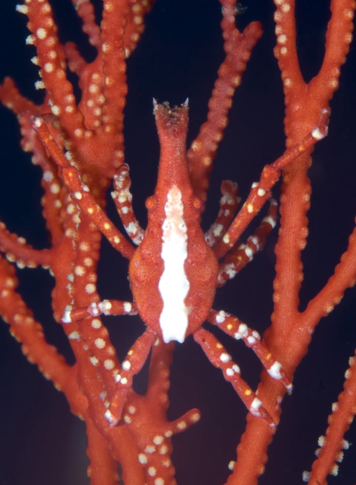 Bright red crab on fan coral Papua New Guinea Canvas Art - Steve JonesStocktrek Images (25 x 33)