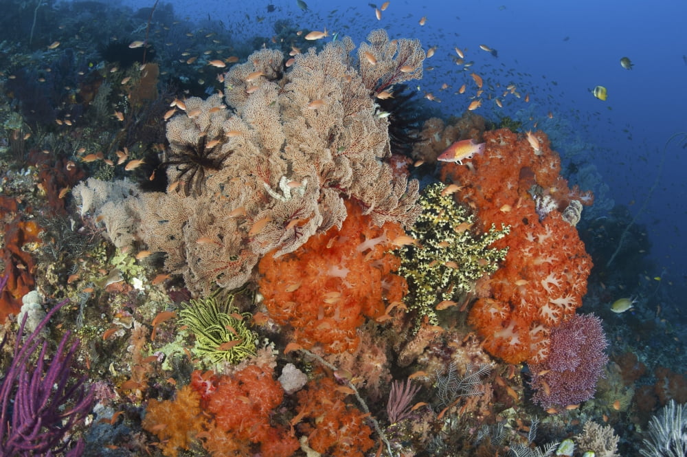 Bright sponges soft corals and crinoids in a colorful Komodo seascape Canvas Art - Steve JonesStocktrek Images (34 x 23)