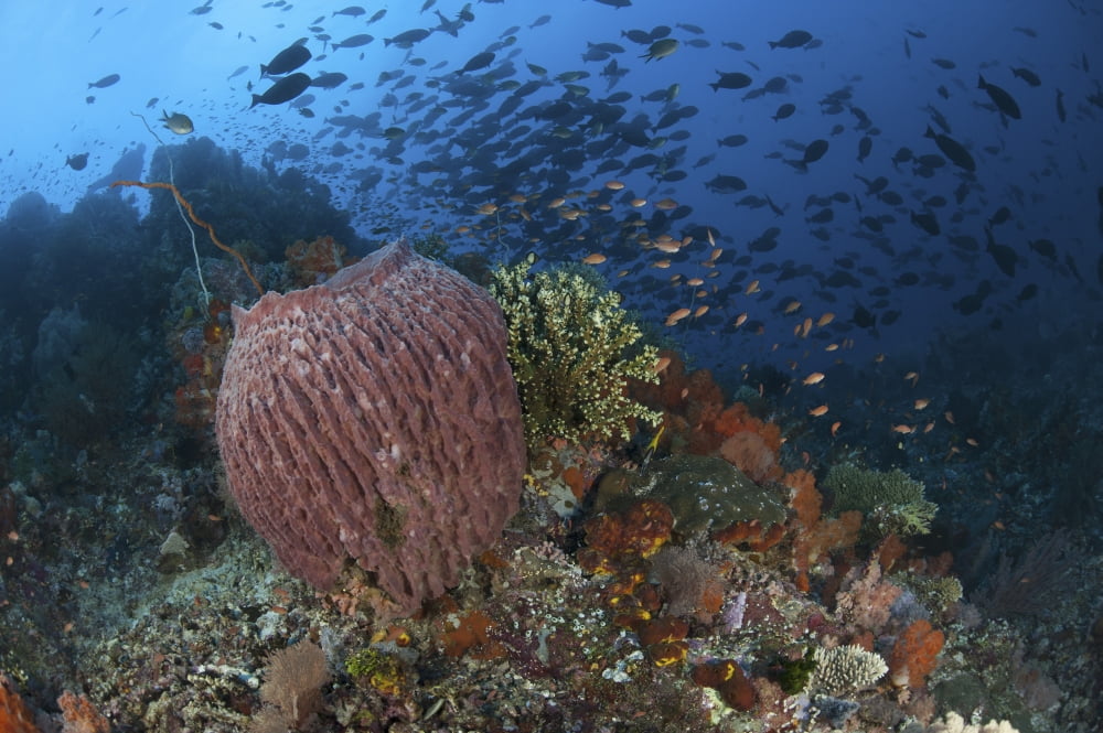 Bright sponges soft corals and crinoids in a colorful Komodo seascape Canvas Art - Steve JonesStocktrek Images (34 x 23)