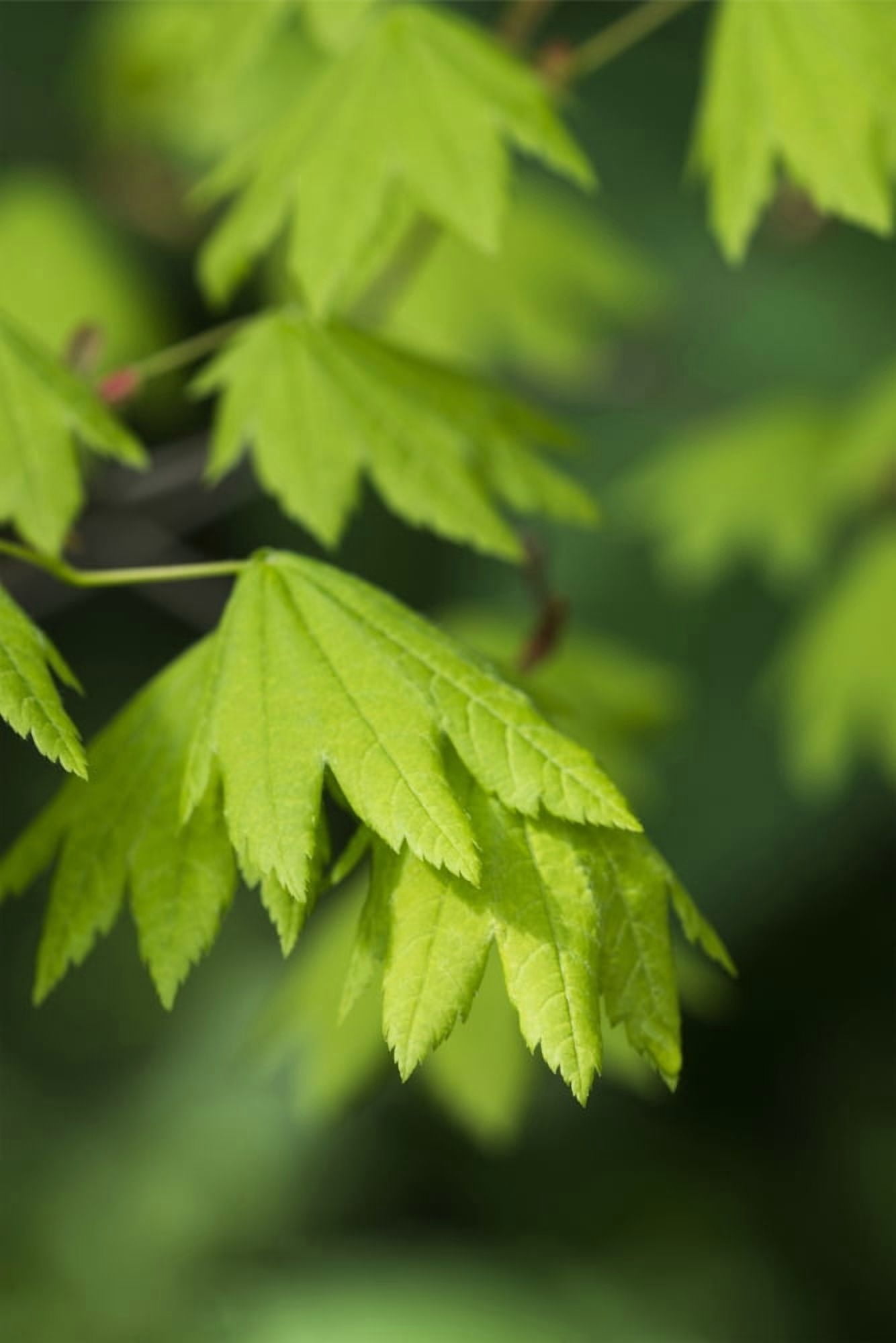 Bright vine maple leaves (Acer circinatum) Hamlet Oregon United States of America Canvas Art - Robert L Potts Design Pics (24 x 38)