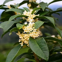 Brighter Blooms - Fragrant Tea Olive Tree, 1 gal - No Shipping to AK, AZ, HI