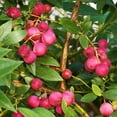 thumbnail image 1 of Brighter Blooms - Pink Lemonade Blueberry Bush, 1 gal - No Shipping to AK, AZ, CA, GA, HI, MI, OR, WA, 1 of 6