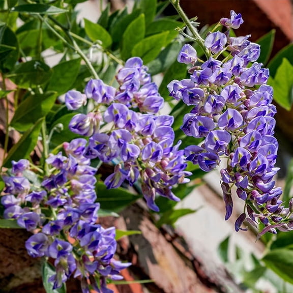Brighter Blooms - Blue Moon Wisteria Vine, 2 gal - No Shipping to AK, AZ, HI, OR