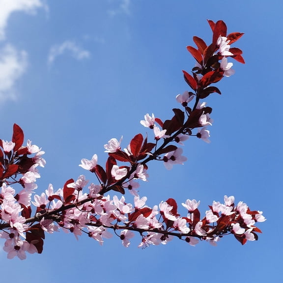 Brighter Blooms - Newport Flowering Plum, 4-5 ft. - No Shipping to AK, AL, AR, AZ, CA, CO, HI, ID, LA, MS, OR, WA