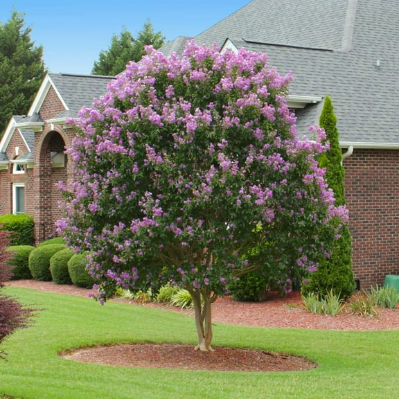 Brighter Blooms - Muskogee Crape Myrtle Tree, 3-4 ft. - No Shipping to AK, AZ, HI, OR