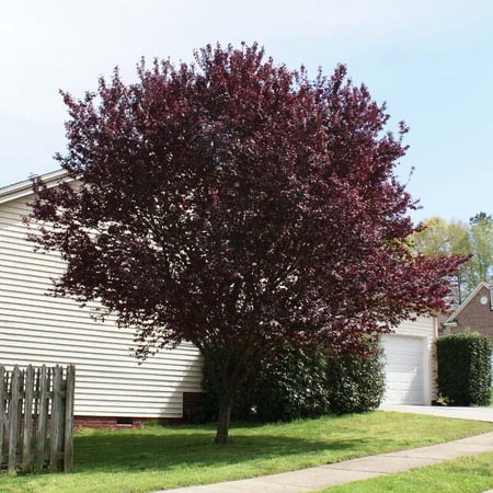 Brighter Blooms - KV' Flowering Plum Tree, 5-6 ft. - No Shipping to AK, AR, AZ, CA, HI, ID, LA, OR, WA