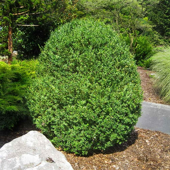 Brighter Blooms - American Boxwood Shrub, 1 gal - No Shipping to AK, AZ, HI, OR, PA, TN