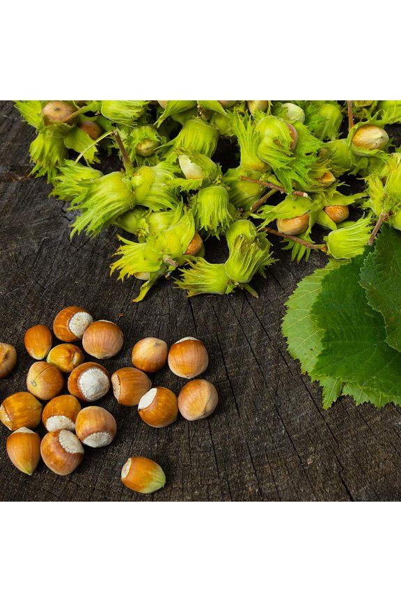 - American Hazelnut Filbert Tree, 2-3 ft. - No Shipping to AK, AZ, CA, HI, OR, WA