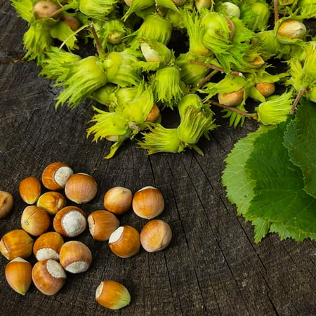 Brighter Blooms - American Hazelnut Filbert Tree, 3-4 ft. - No Shipping to AK, AZ, CA, HI, OR, WA