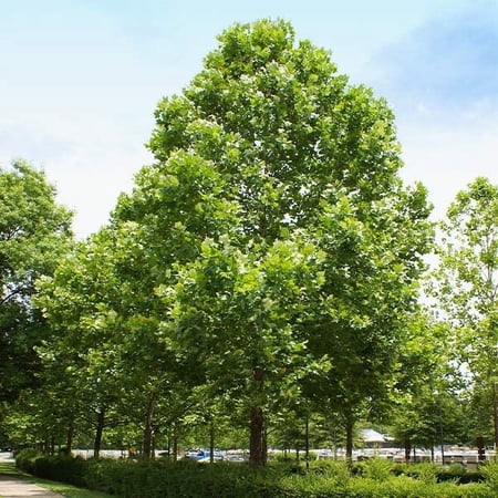 Brighter Blooms - American Sycamore Tree, 4-5 ft. - No Shipping to AK, AZ, HI, OR
