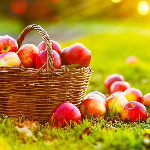 Brighter Blooms - Anna Apple Tree, 4-5 ft. - No Shipping To AK, AZ, CA, HI, ID, OR, WA