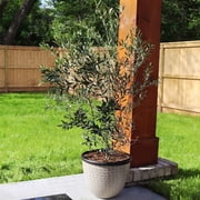 Brighter Blooms - Arbequina Olive Tree, 3-4 ft. - No Shipping to AK, AZ, HI