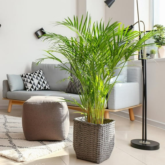 Brighter Blooms - Areca Palm Tree, 3 gal - No Shipping to AK, AZ, HI, TX