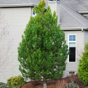 Brighter Blooms - Austrian Pine Tree, 1-2 ft. - No Shipping to AK, AZ, HI, OR, WI