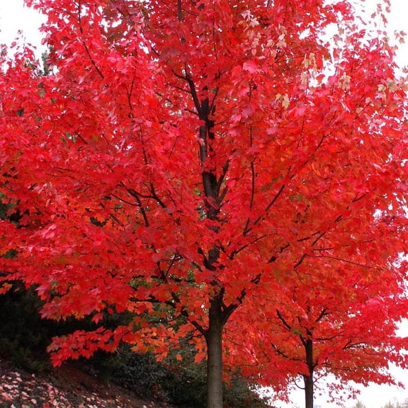 Brighter Blooms - Autumn Blaze® Red Maple Tree, 3-4 ft. - No Shipping to AK, AZ, HI