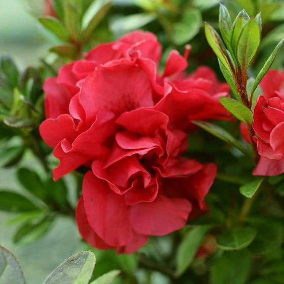 Brighter Blooms - Autumn Fire® Encore® Azalea Shrub, 1 gal - No Shipping to AK, AZ, HI
