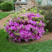 Brighter Blooms - Autumn Royalty  Encore  Azalea, 3 gal - No Shipping to AK, AZ, HI