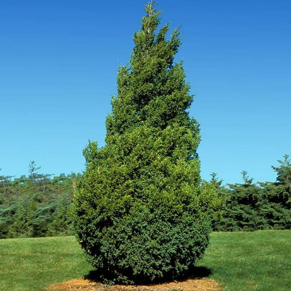 Brighter Blooms - Baby Giant Arborvitae Tree, 2-3 ft. - No Shipping To AK, AZ, HI, OR
