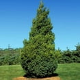 thumbnail image 1 of Brighter Blooms - Baby Giant Arborvitae Tree, 4-5 ft. - No Shipping To AK, AZ, HI, OR, 1 of 6
