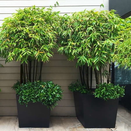 Brighter Blooms - Black Bamboo Tree, 2-3 ft. - No Shipping to AK, AZ, HI, ME, NY