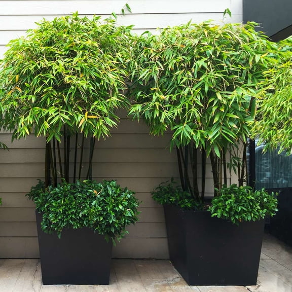 Brighter Blooms - Black Bamboo Tree, 3-4 ft. - No Shipping to AK, AZ, HI, ME, NY