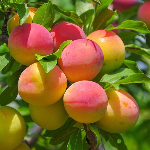 Brighter Blooms - Blenheim Apricot Tree, 3-4 ft. - No Shipping To AK, AL, AR, AZ, CA, CO, HI, ID, LA, OR, WA