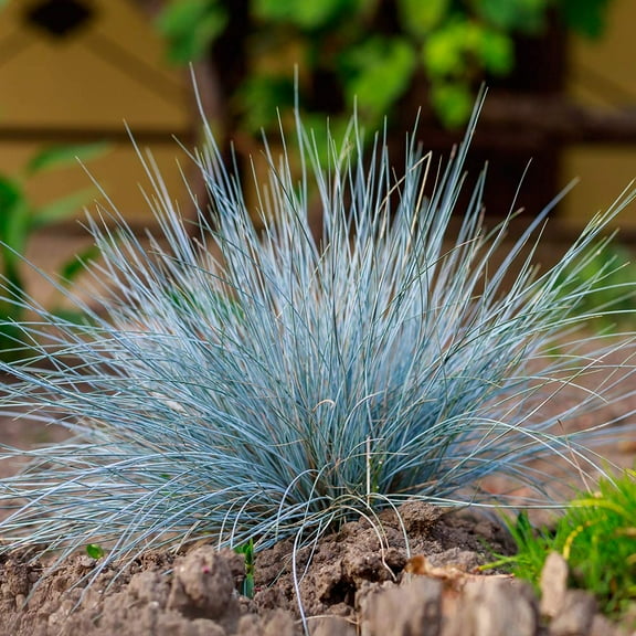 Brighter Blooms - Blue Fescue Grass, 1 gal - No Shipping to AK, AZ, HI