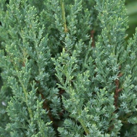 Brighter Blooms - Southern Living® Blue Point Juniper, 1-2 ft. - No Shipping to AK, AZ, CA, HI