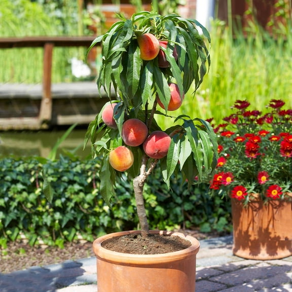 Brighter Blooms - Bonanza Patio Peach Tree, 1-2 ft. - No Shipping to AK, AL, AR, AZ, CA, CO, HI, ID, LA, MS, OR, WA