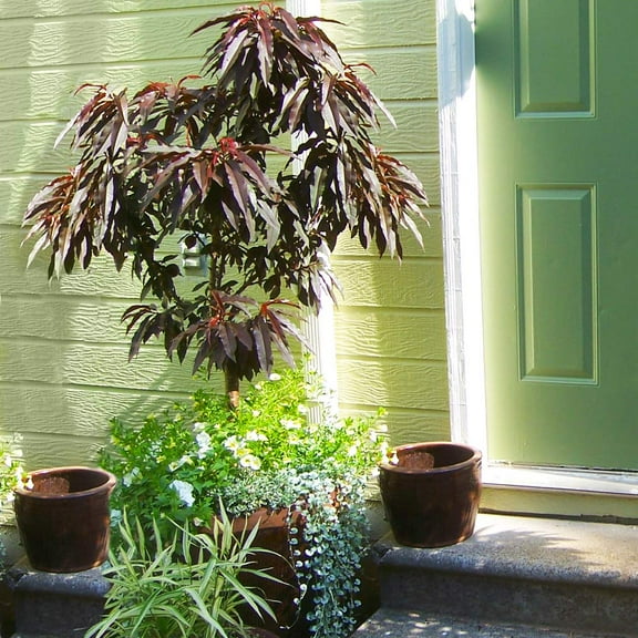 Brighter Blooms - Bonfire Patio Peach Tree, 2-3 ft. - No Shipping to AK, AL, AR, AZ, CA, CO, HI, ID, LA, MS, OR, WA