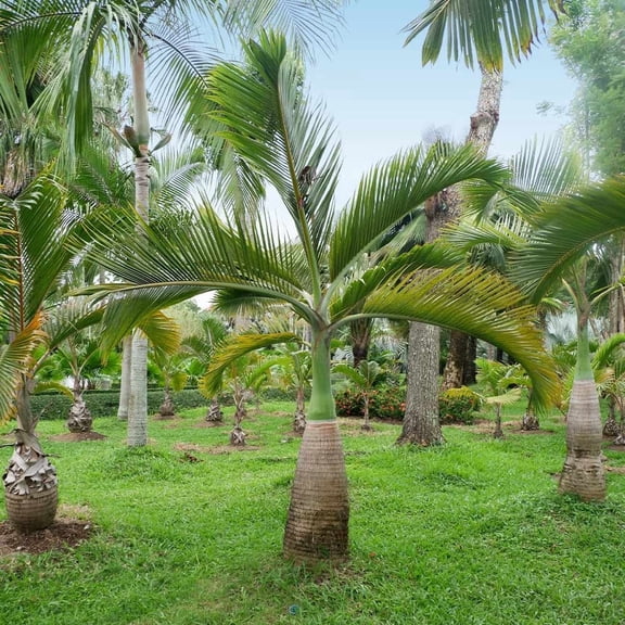 Brighter Blooms - Bottle Palm Tree, 3 gal - No Shipping to AK, AZ, CA, HI