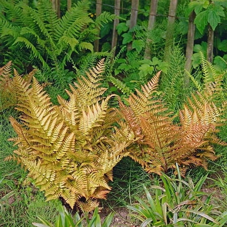 Brighter Blooms - Brilliance Autumn Fern Plant, 1 gal - No Shipping to AK, AZ, HI