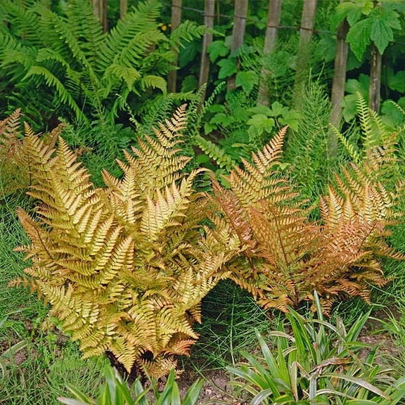 Brighter Blooms - Brilliance Autumn Fern Plant, 1 gal - No Shipping to AK, AZ, HI