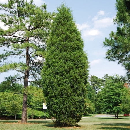 Brighter Blooms - Brodie Eastern Red Cedar Tree, 1-2 ft. - No Shipping to AK, AZ, CA, HI