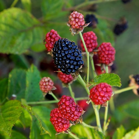 Brighter Blooms - Bushel and Berry® Baby Cakes Blackberry® Bush, 2 gal - No Shipping to AK, AZ, HI, OR