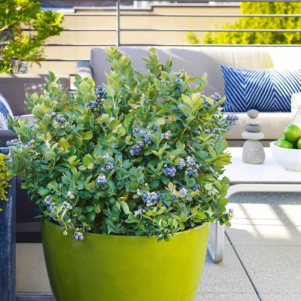 Brighter Blooms - Bushel and Berry® Peach Sorbet™ Blueberry Bush, 2 gal - No Shipping to AK, AZ, CA, GA, HI, MI, OR, WA