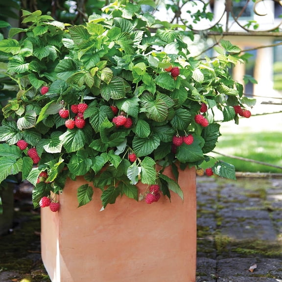 Brighter Blooms - Bushel and Berry Raspberry Shortcake Bush, 2 gal - No Shipping to AK, AZ, HI